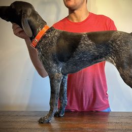 German Shorthaired Pointer, Labrador Retriever, and Working Cross Puppies from Upland Valley Kennels