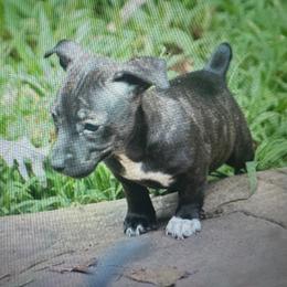 Odyssey - Sable and white female Teddy Roosevelt Terrier puppy in Cumming, Georgia from Barnett’s Rambling Terriers