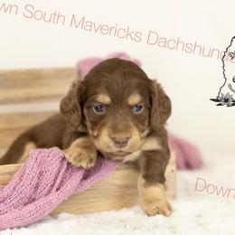 Choc and cream girl 1 purple - Chocolate and cream female Dachshund puppy in Seminary, Mississippi from Down South Mavericks Dachshunds
