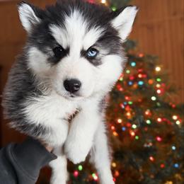 2 - Black and white female Siberian Husky puppy in Solon Springs, Wisconsin from Snowfall Siberians