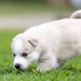 Siberian Husky Puppies from Lilbearshuskies