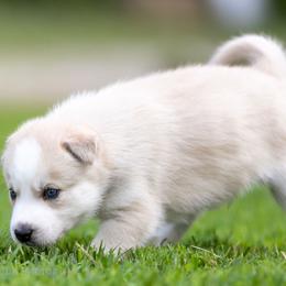 Siberian Husky Puppies from Lilbearshuskies