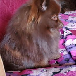 Cherokee - Pomeranian