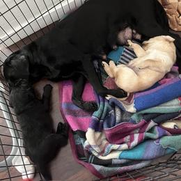 Labrador Retriever and Pembroke Welsh Corgi Puppies from Burress Family Farm and Kennels