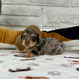 Charlotte - Dapple female Dachshund puppy in Three Rivers, Michigan from Michiana Dachshunds
