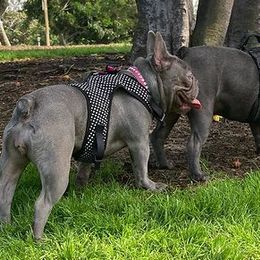French Bulldogs from Day1Kennels