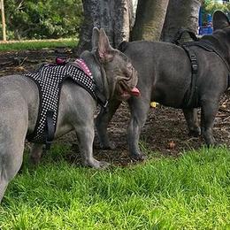 French Bulldogs from Day1Kennels
