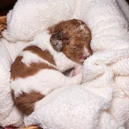 Dolly - Merle female Cockapoo puppy in Ellaville Ga, Georgia from Lakeside Cockapoos