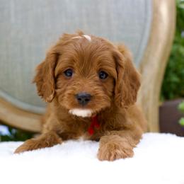 Falcon - Red male Cavapoo puppy in Queen Creek, Arizona from Dulcito Doodles