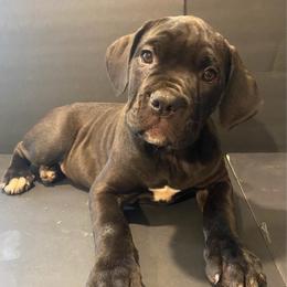 Orange collar female - Black female Cane Corso puppy in Atlanta, Georgia from Cane Corso’s of Atlanta