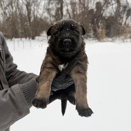 Belgian Malinois and German Shepherd Puppies from Abenteurer German Shepherds & Belgian Malinois