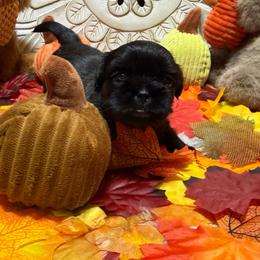 Hank - Black male Shih Tzu puppy in Sherman, Texas from Shannon’s Sugar Sweet Shih Tzu’s