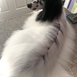 Snoopy - Chinese Crested
