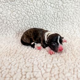 Croissant - Brindle and white male American Corgi puppy in Pahrump, Nevada from Desert Sunset Corgis