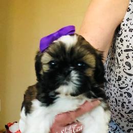Ellie-Sold - Tricolor female Shih Tzu puppy in Manteca, California from Beauty's Shih Tzu (California)