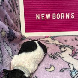 Pegasus - Parti female Poodle puppy in Fort Myers Beach, Florida from Posh Poodles & Chinese Cresteds