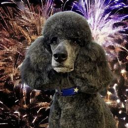 Poodles from Tri Star Standard Poodles