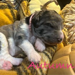 Autumn - Merle female Bernedoodle puppy in Coopersburg, Pennsylvania from Deutsch Hund Haus