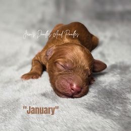 January - Red female Bernedoodle puppy in Cleveland, Georgia from Jam's Doodles And Poodles