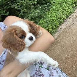 Cavalier King Charles Spaniel Puppies from Cane Creek Cavaliers
