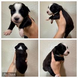 Lemon - Black tri male Miniature Australian Shepherd puppy in Iola, Texas from MK Aussies