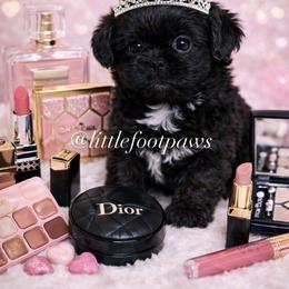 Cookies n Cream - Black and white female Shih Tzu puppy in Texas from Little Foot Paws 🐾