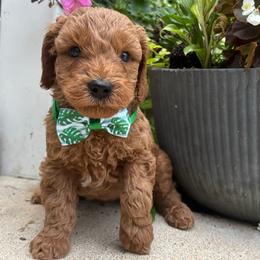 Anchor - Red  male Goldendoodle puppy in Camden, North Carolina from Oopsie Doodles of NC