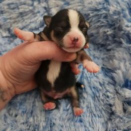 Remmi - Black and tan male Chihuahua puppy in Ashtabula, Ohio from Paw's & Awe's Chihuahuas