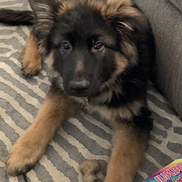 German Shepherd Puppies from Bidwell Knight Shepherds