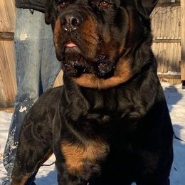 Rottweilers from Von Hause Araya Kennels