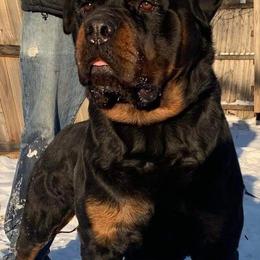 Rottweilers from Von Hause Araya Kennels