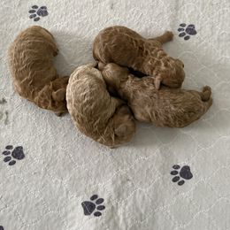 Boy 3 - Apricot male Poodle puppy in Bettendorf, Iowa from Red Door Poodles