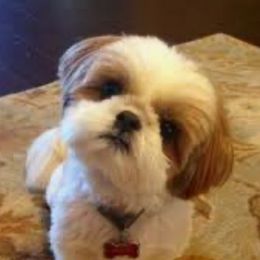 Snoopy - Shih Tzu