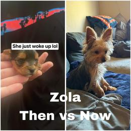 Yorkshire Terrier All Grown Up from Alabama Yorkies of the South (Sierra’s Yorkshire Terrier Babies)