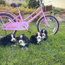 Bernese Mountain Dog Puppies from Golden Willow Puppies