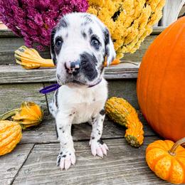 Cougar - Harlequin female Great Dane puppy in Climax, Michigan from Beaver Creek Danes