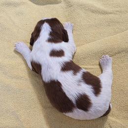 Cookie - Liver white and roan female English Springer Spaniel puppy in Florida from Thunderbird Springers