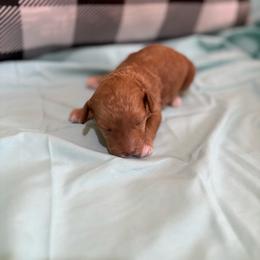 Baby yellow - Red  female Poodle puppy in Meyersdale, Pennsylvania from Annie’s Toy Poodles