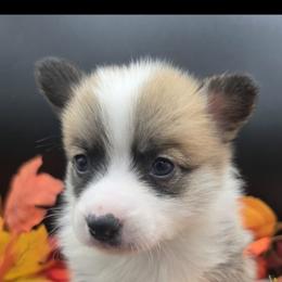 Spice - Red female Pembroke Welsh Corgi puppy in Tomball, Texas from Larsen Loved Corgis