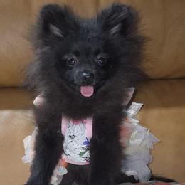 Hunnibunnies Minnie - Black female Pomeranian puppy in Cleveland, Ohio from Hunnibunnies