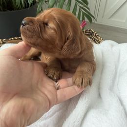 Hot pink girl - Chestnut female Irish Setter puppy in West Haven, Utah from McClellan Setters