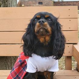 Jewel - Cavalier King Charles Spaniel