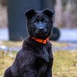 German Shepherd Puppies from vom Grenze Stadt German Shepherd Dogs