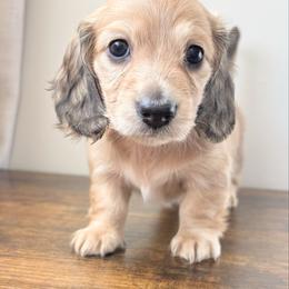 Aurora 4000 - Cream female Dachshund puppy in Sylvania, Alabama from Yancey’s Doxies