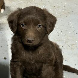 Girl 4 - Brown and white female Aussiedoodle puppy in Hillsboro, Illinois from Perfect Paws Puppies
