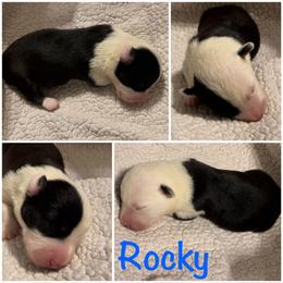 Rocky - Black and white male Cardigan Welsh Corgi puppy in Box Elder, South Dakota from BELieve Cardigan Welsh Corgis
