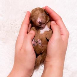 Ms Orange - Red  female Goldendoodle puppy in Kissimmee, Florida from Poodle Doodle Kennels