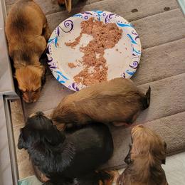 Dachshund Puppies from CLARK'S BREEDING PROGRAM