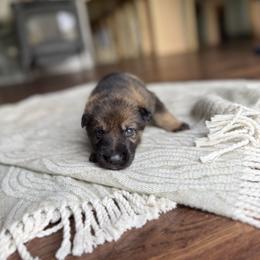Boy - Sable male German Shepherd puppy in Rensselaer Falls, New York from Von Dem Flussufer