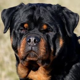 Nala - Rottweiler
